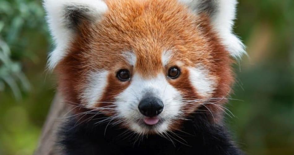 red panda